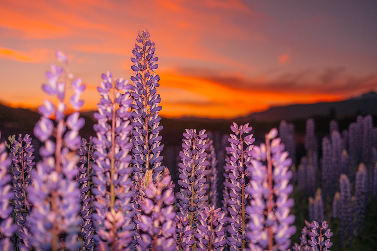 Lupine Dream
