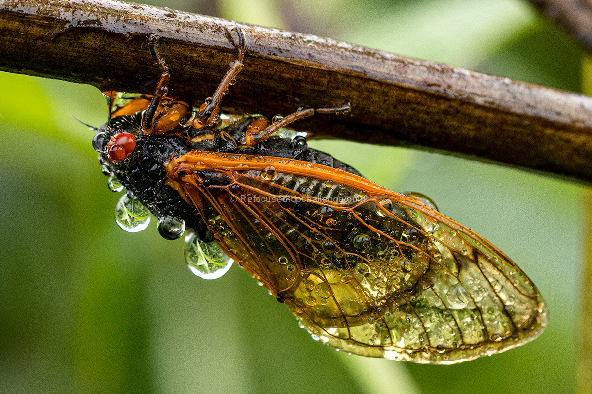 Hydrophobic