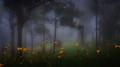 Foggy morning with flowers