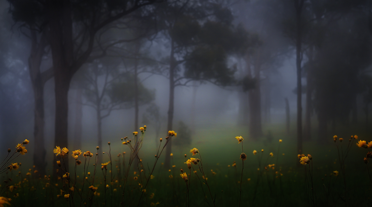 Foggy morning with flowers