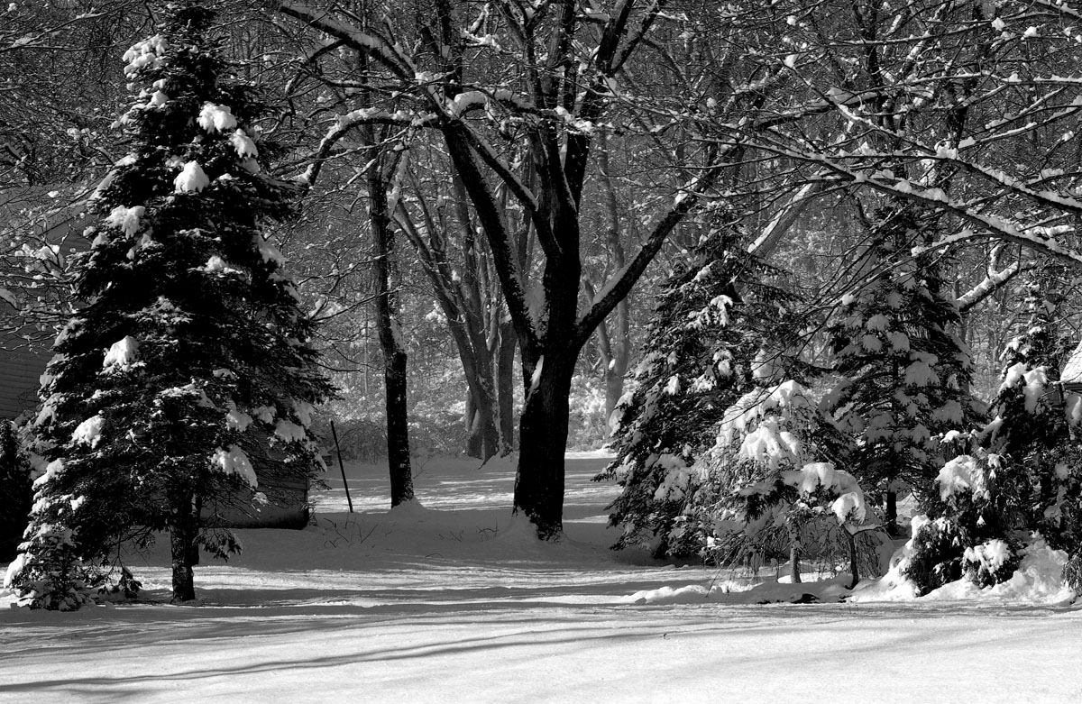 Snow & Trees no sky