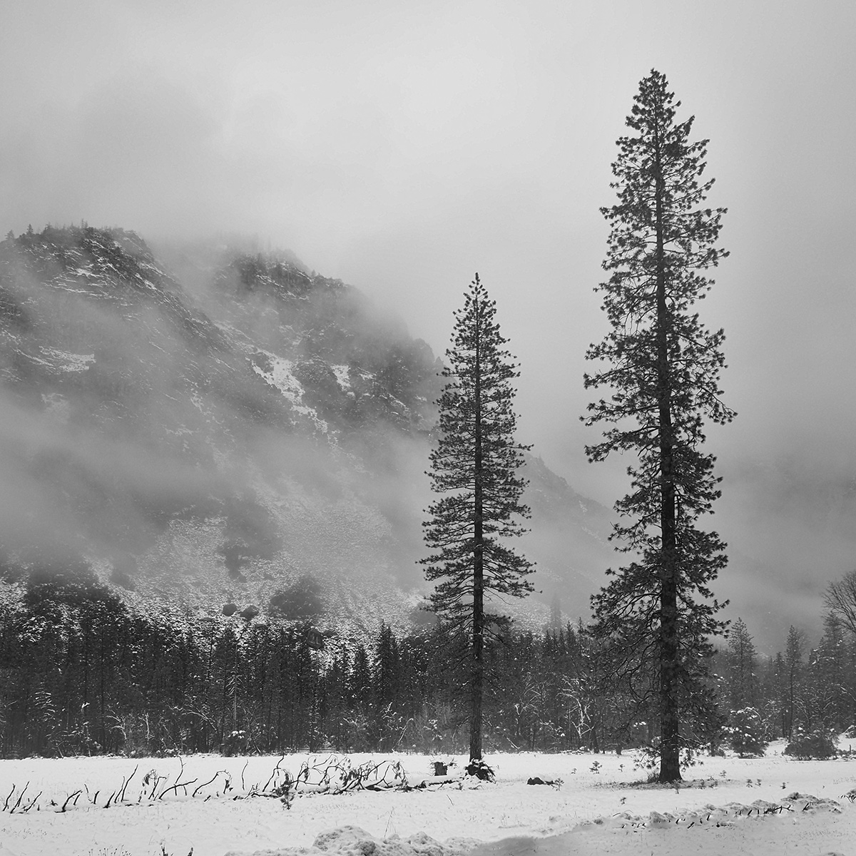 Two Trees