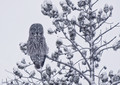 Great Grey Owl