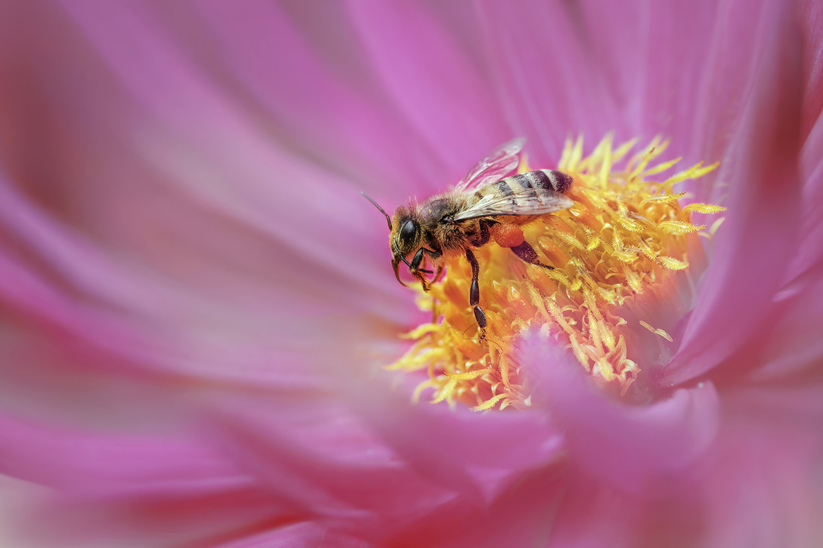 Visitor on pink dahlia 