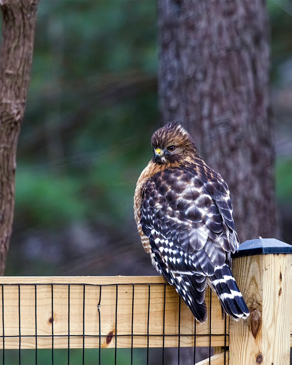 Backyard Visitor