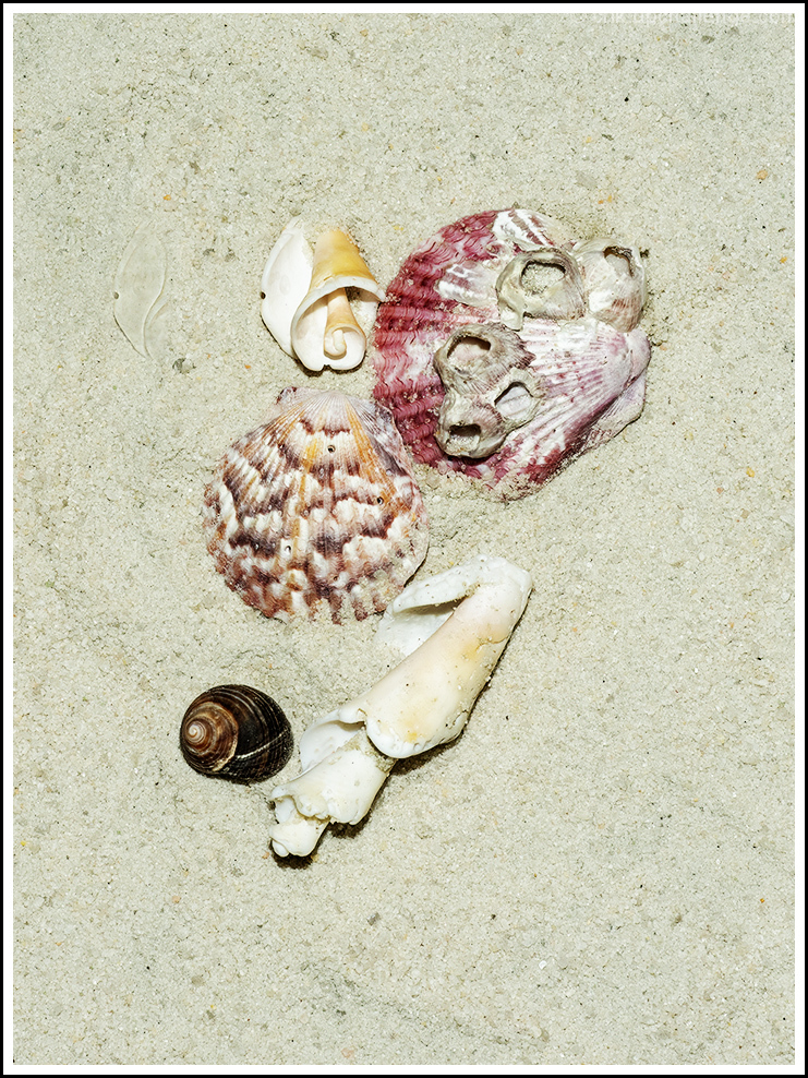 Seashells