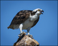 Osprey Perch