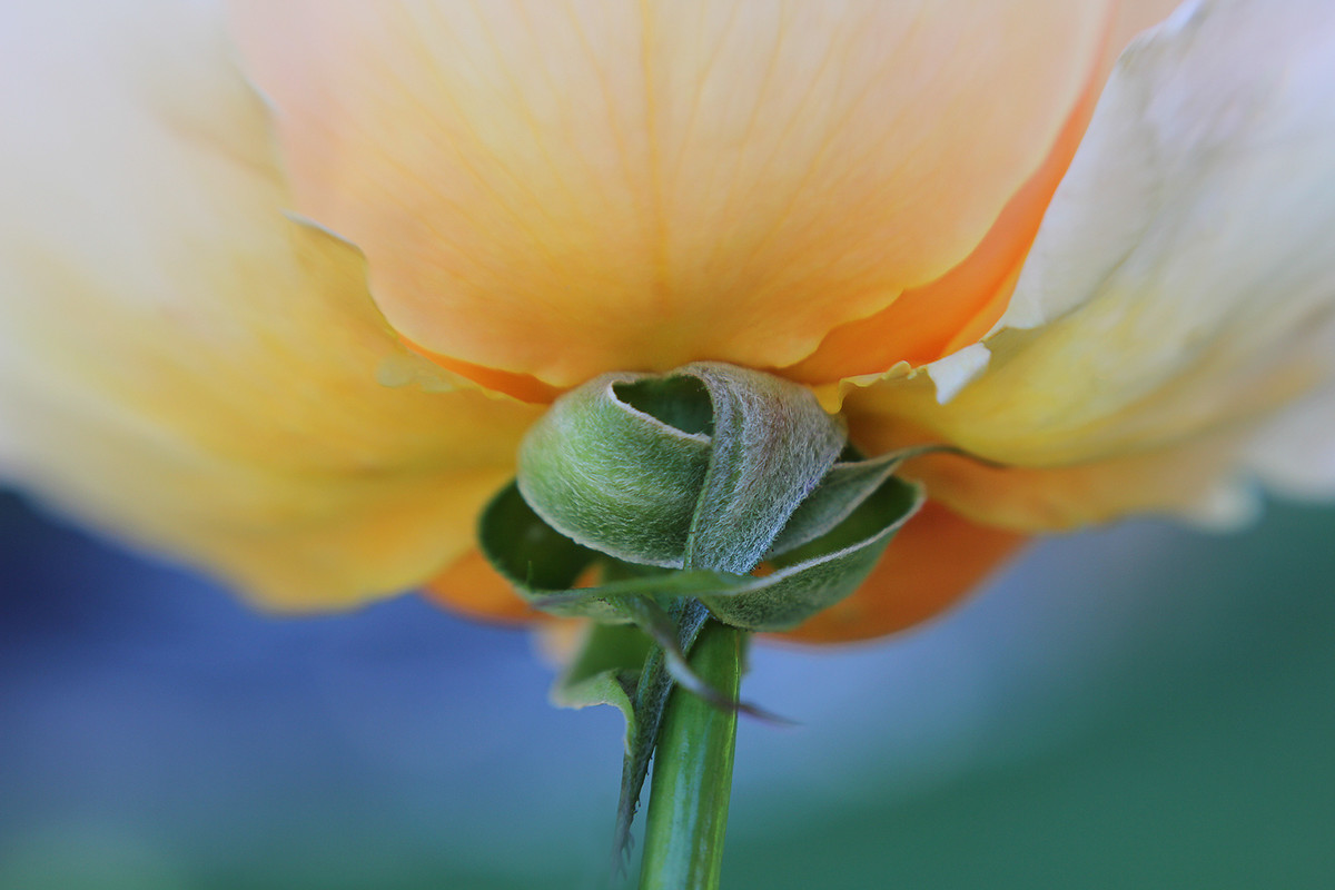 Rose from below