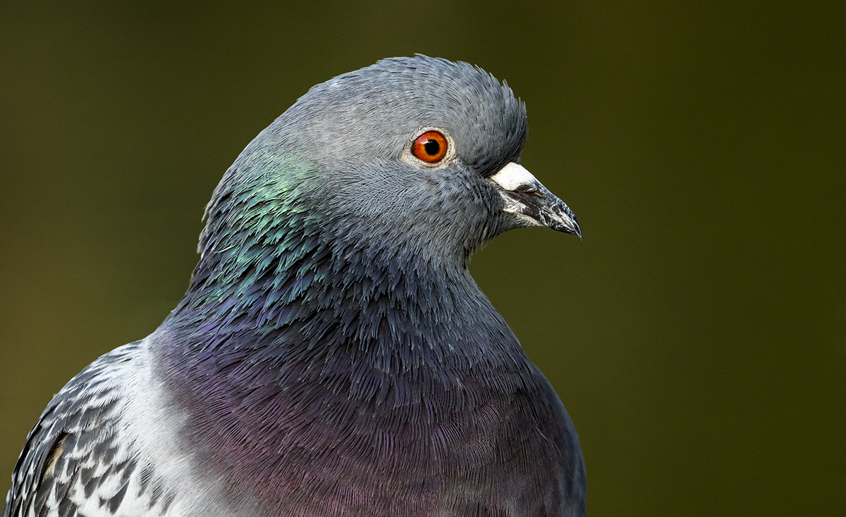 Pigeon Portrait