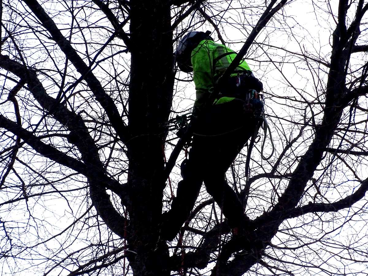 The Arborist