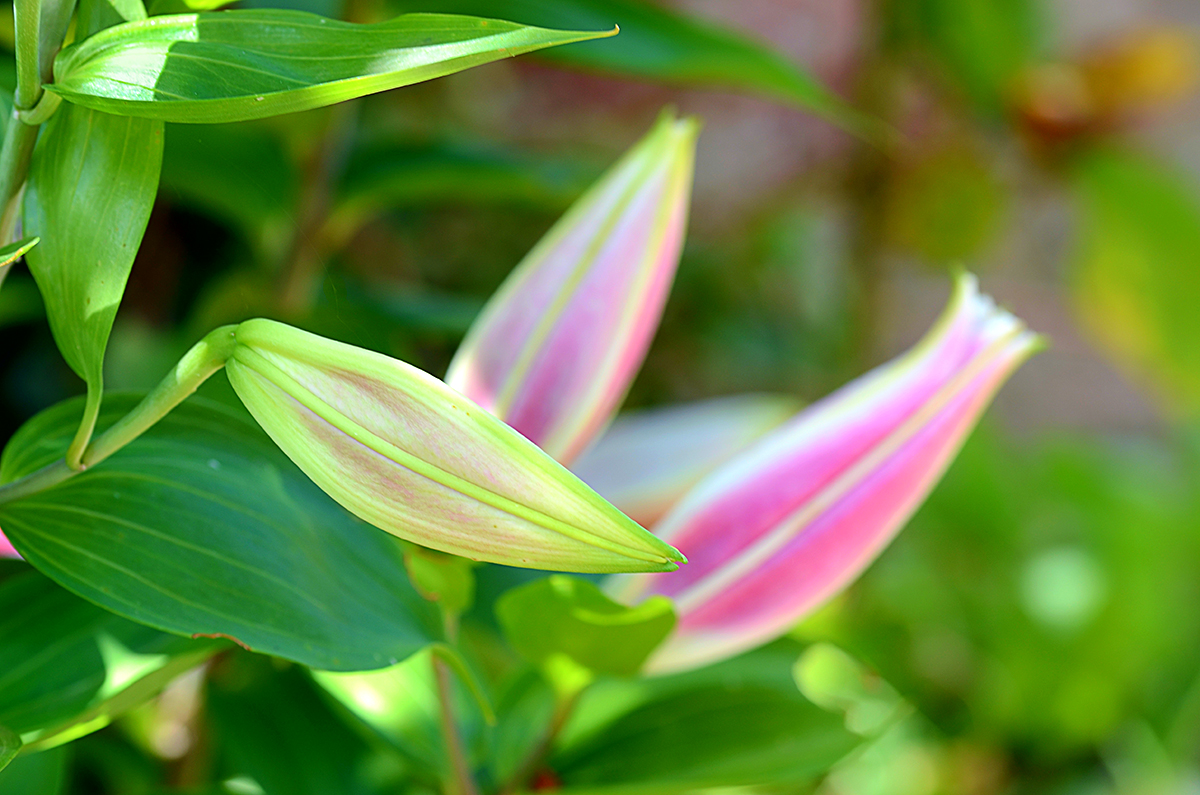 The Lilies are just about to....