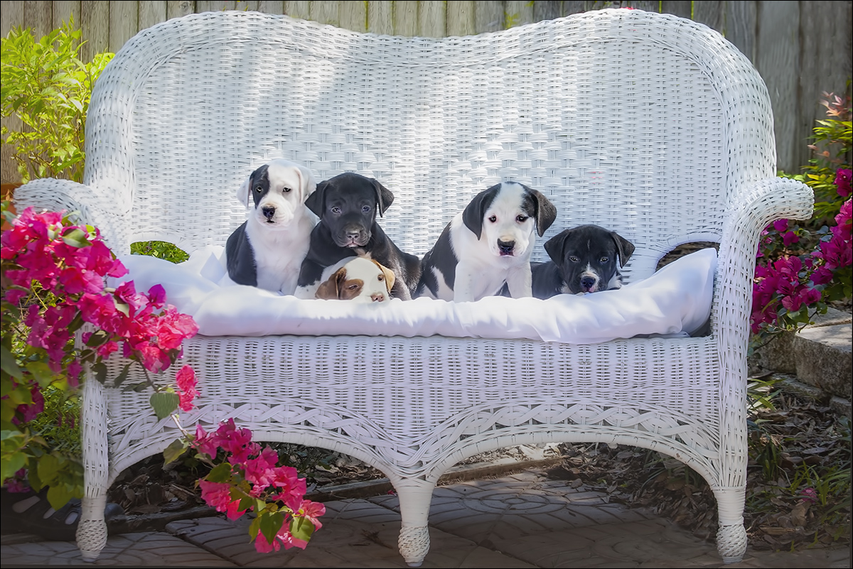 The Spring Canine Collection - Puppies Included for an Extra Charge