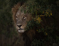 African King