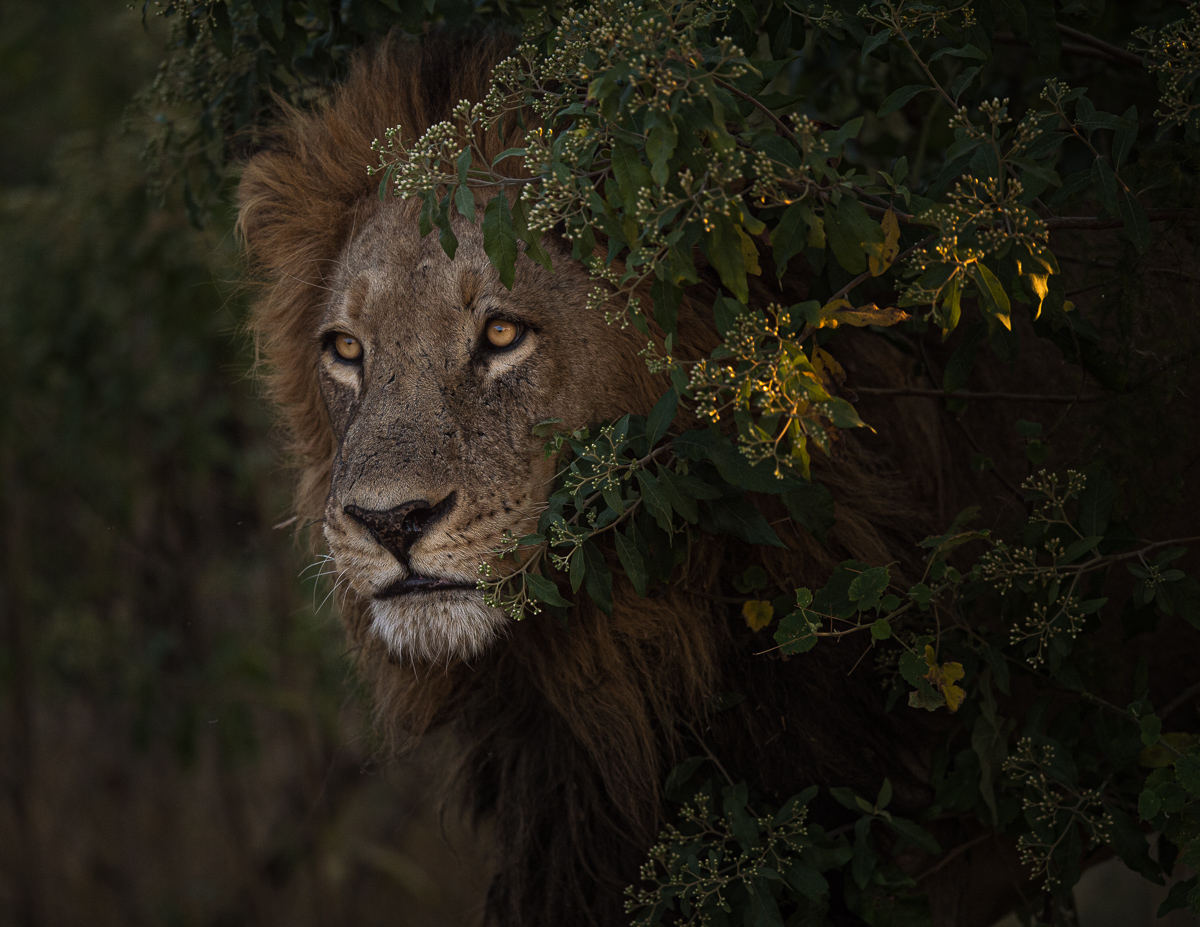 African King