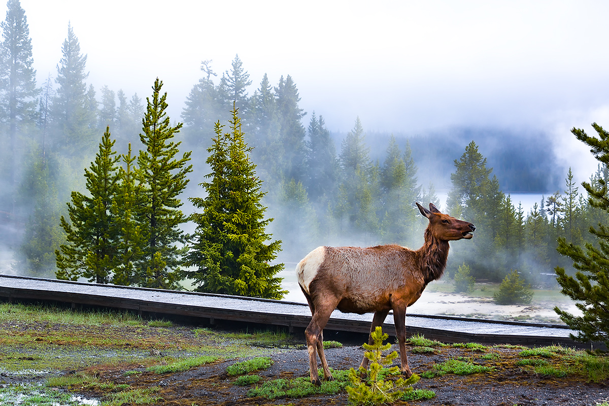 Elk At Yellowstone National Park