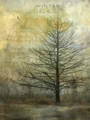 Cypress in Winter