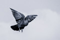 Flight