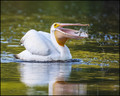 The White Pelican