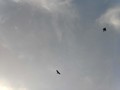 Eagle Chasing Crow  