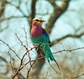 Lilac-Breasted Roller