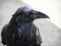 Nevermore