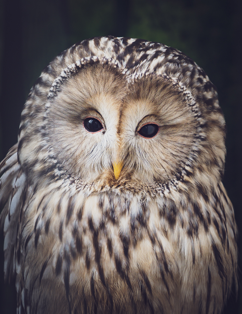 Hoot!