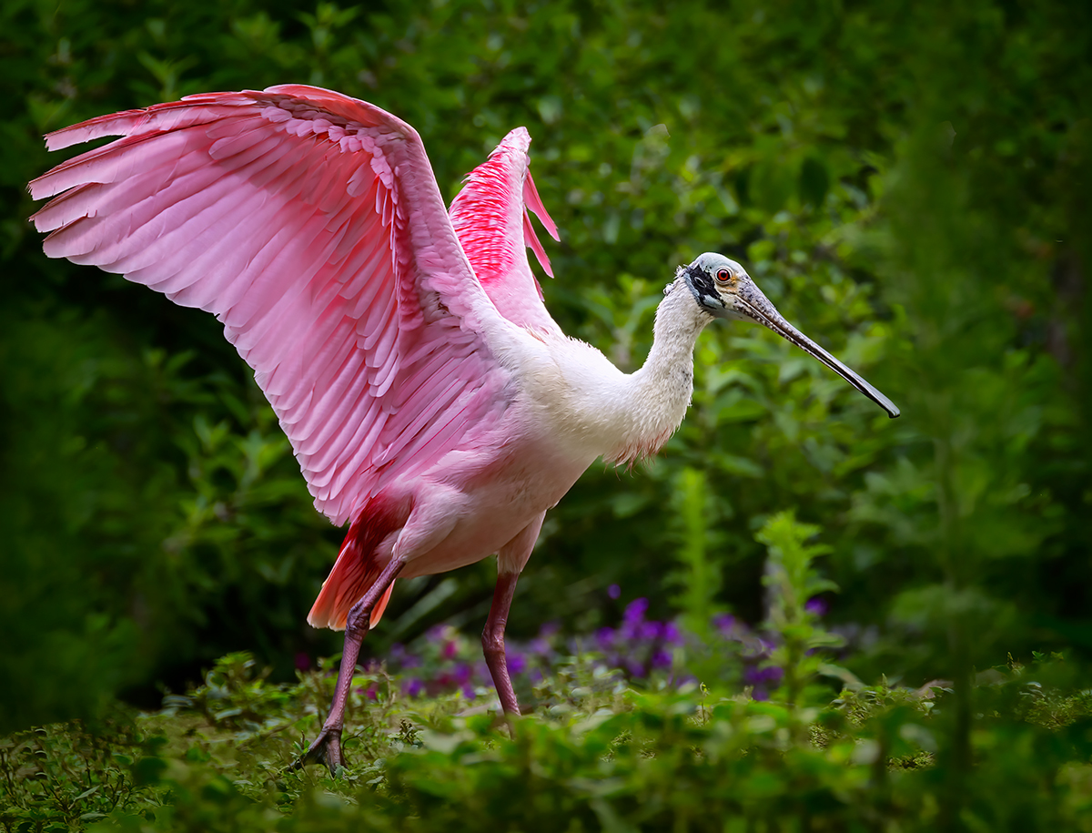 Roseate Spoonbill