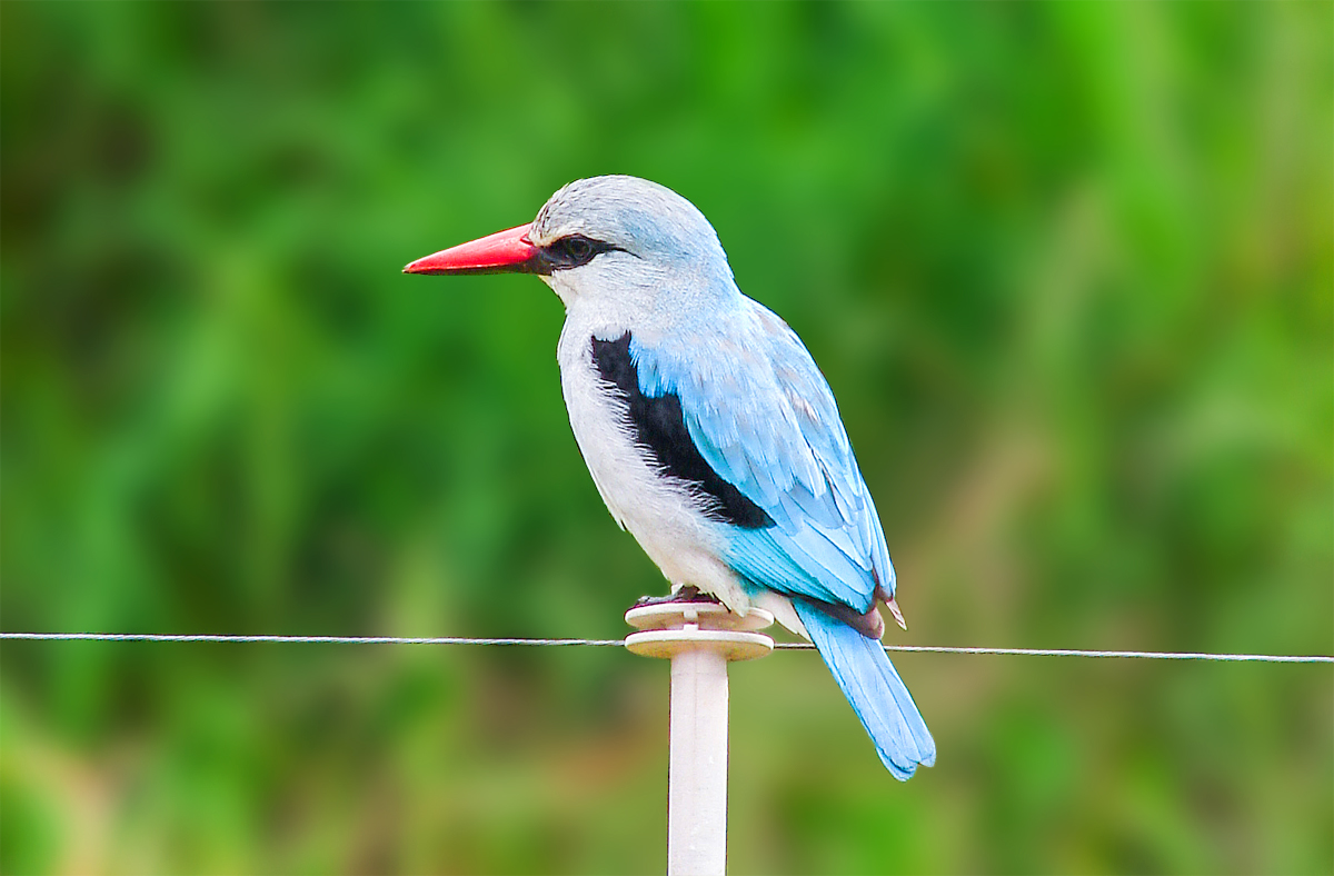 Woodland Kingfisher