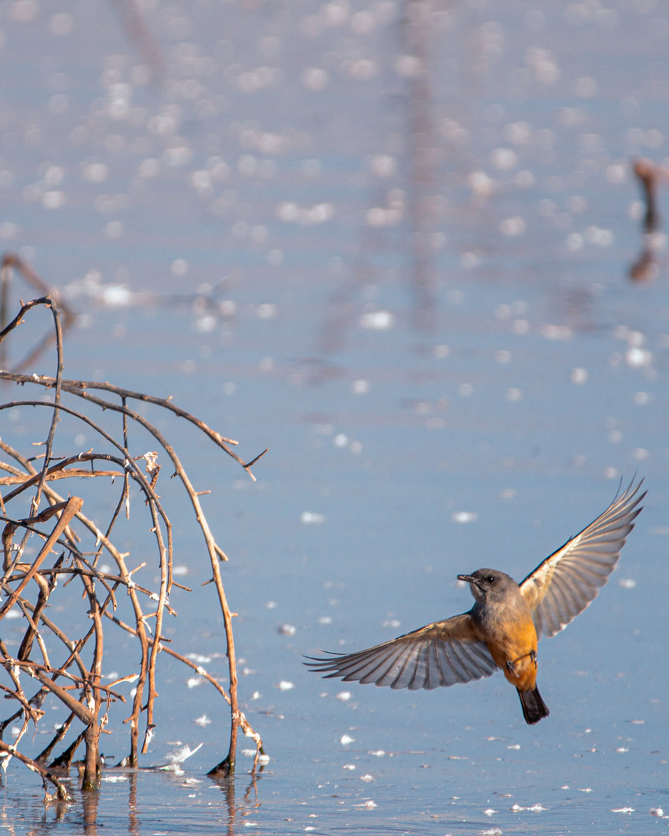 Say's Phoebe 