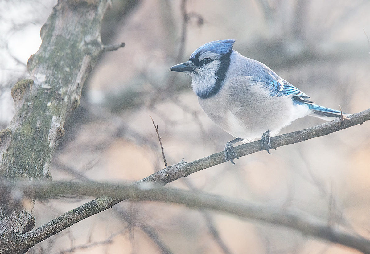 Blue Jay