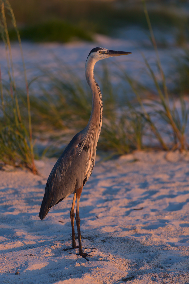 Great Blue Heron watching Sun Down at Clearwater Beach