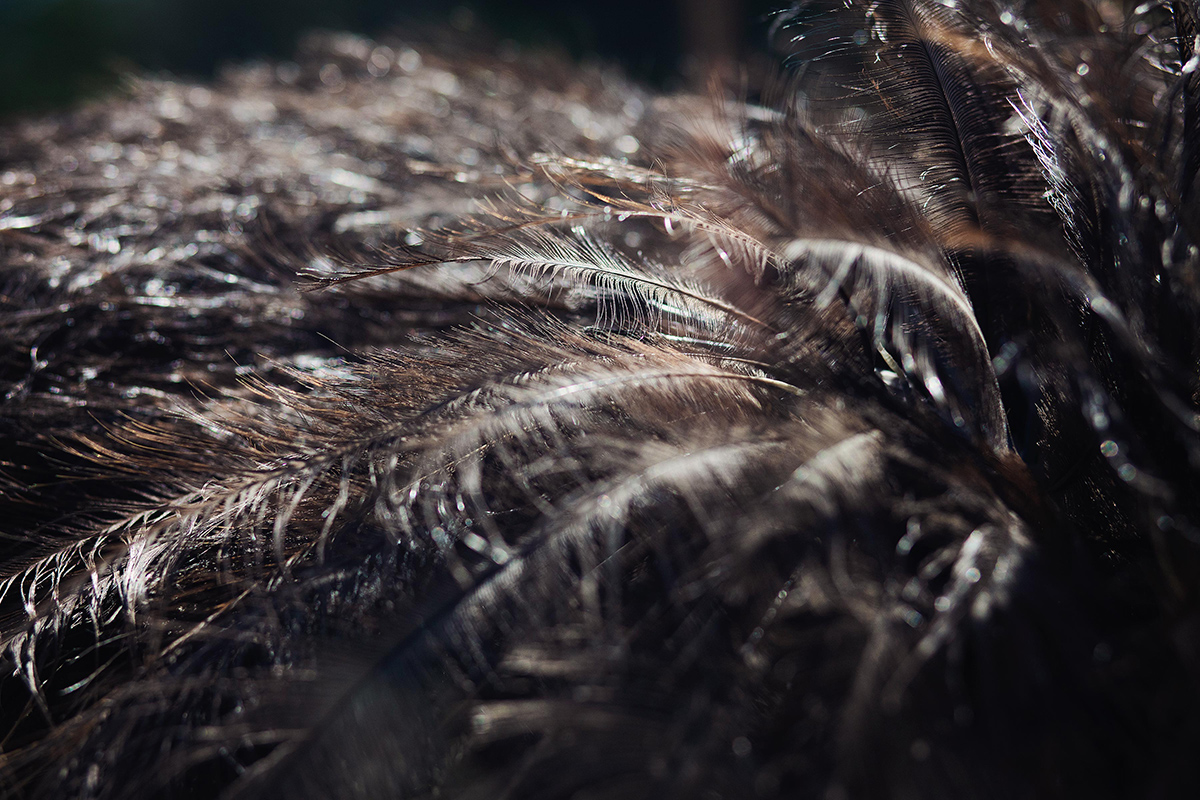 Feathers of the emu