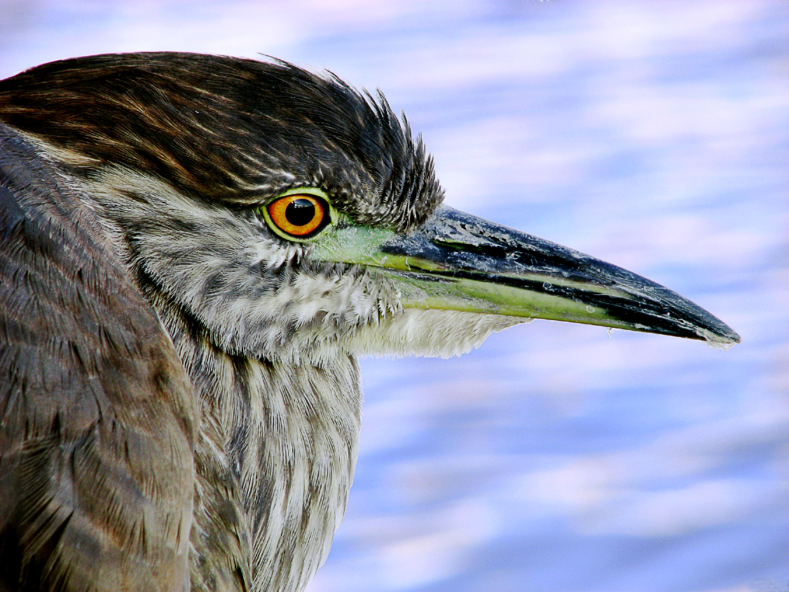 Juvenile