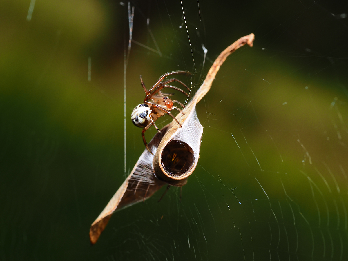 Welcome to my home said the Leaf-Curling Spider
