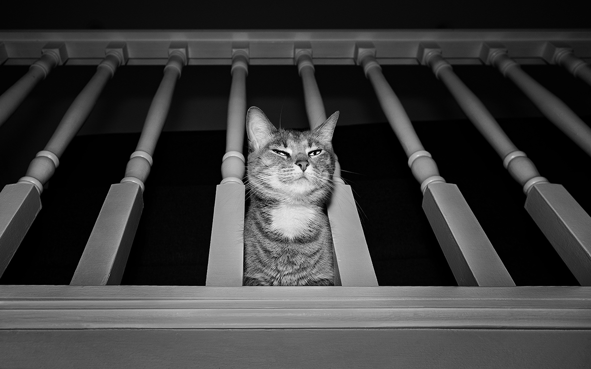 Cattitude