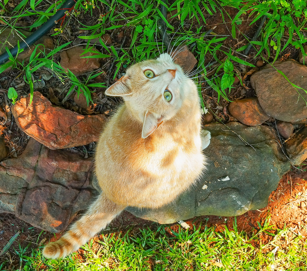 Archie