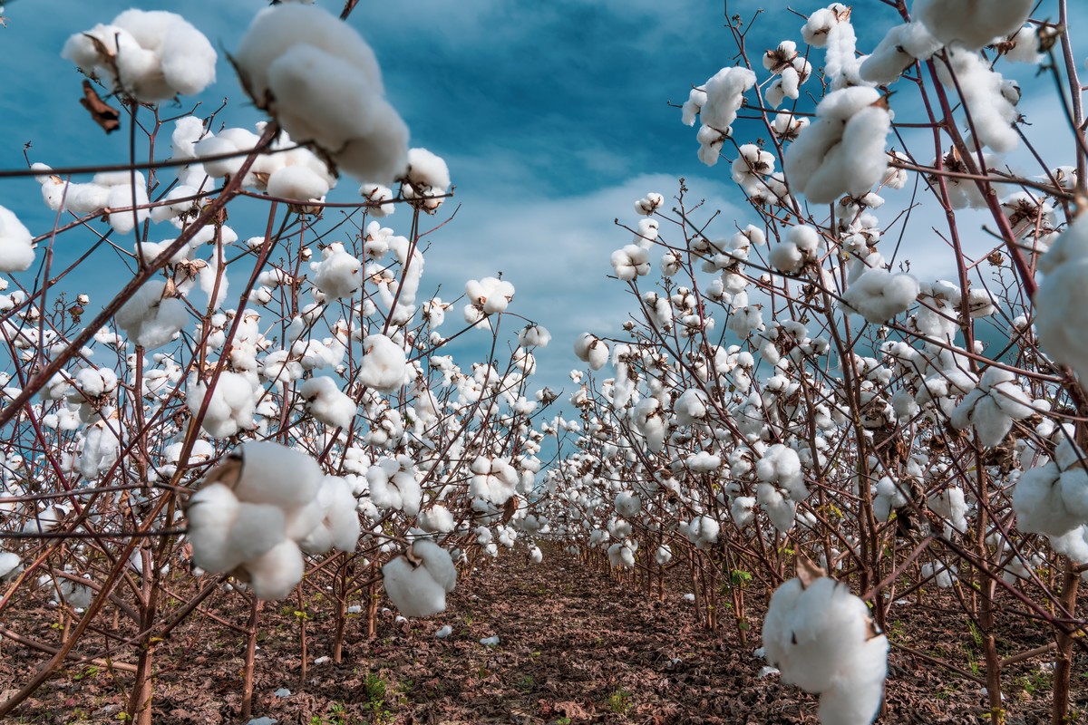 Through the Cotton