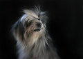 Very bad hair day 