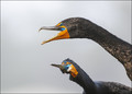 Double-Crested Cormorants
