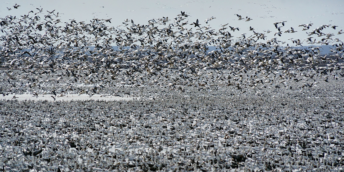 Controlled Chaos - Migrating Snow Geese