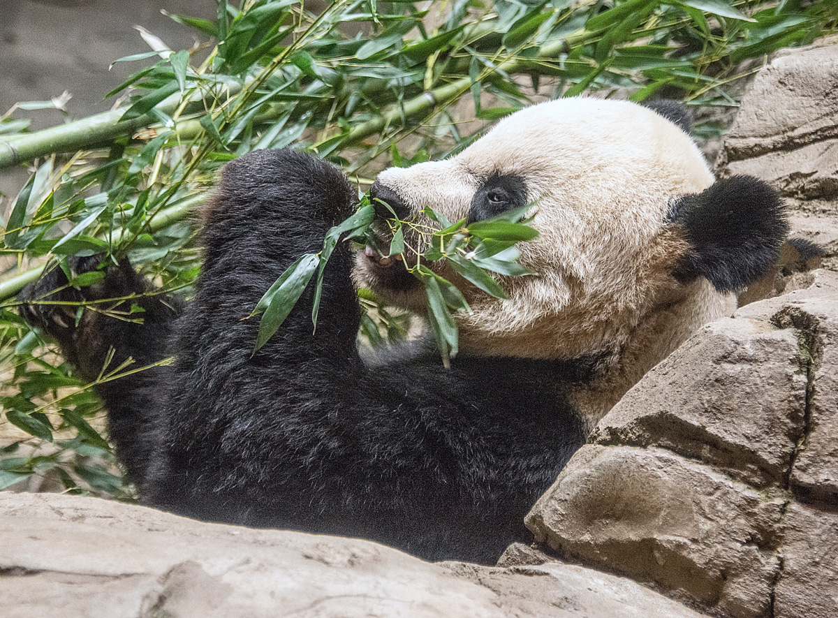 Bamboo Bliss