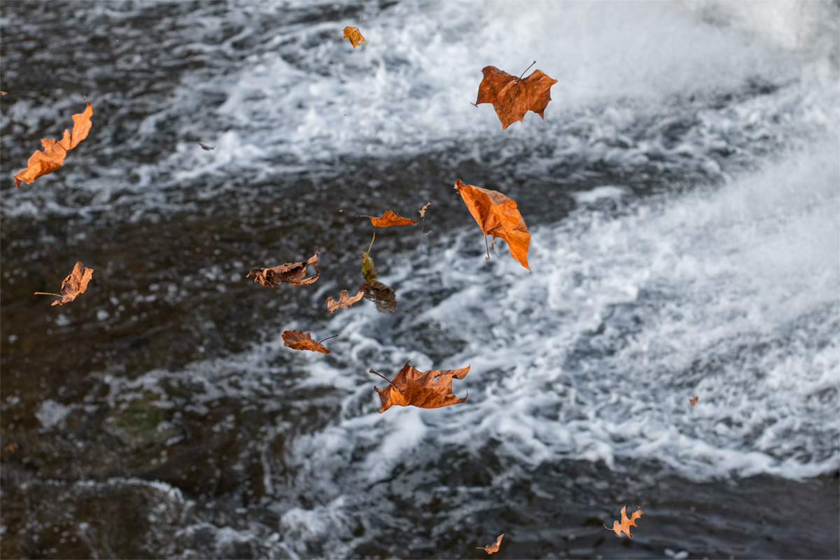 Falling Leaves