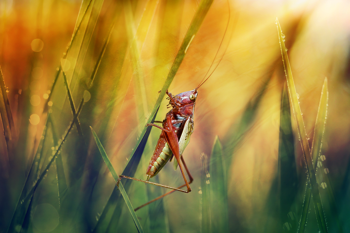 Heatwave with grasshopper