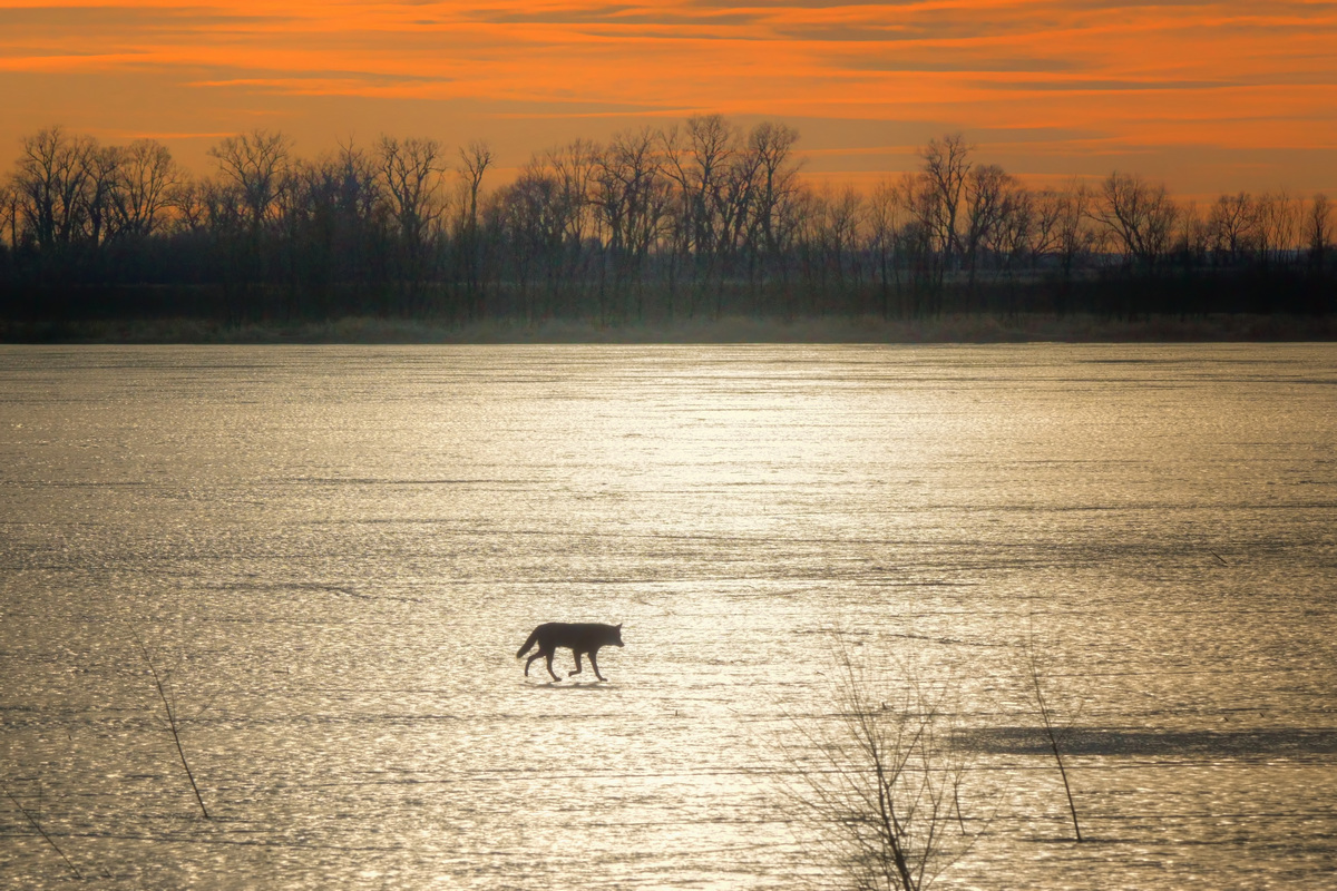 Coyote on Ice