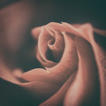Unfurled Petals