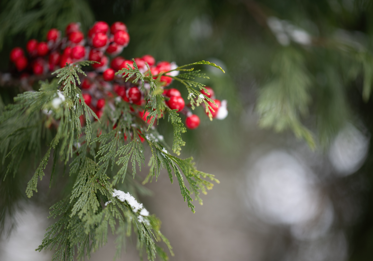 Snow Laced Berries