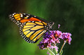 Sunshower with Monarch Butterfly