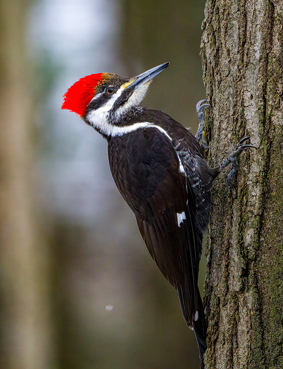 Pileated Woodpecker