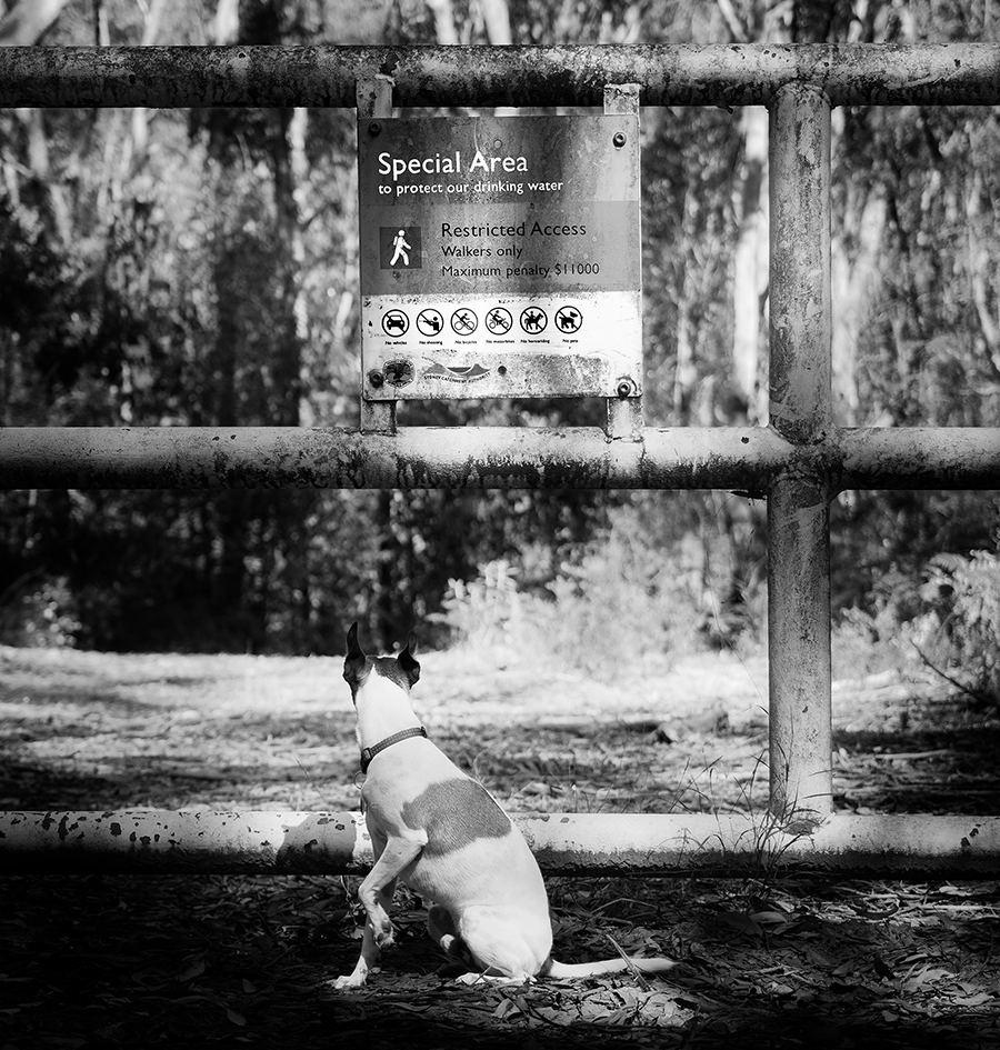 Dead End for Dogs. Walkers only.