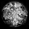 Hellebores
